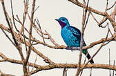 Cotinga bleu