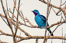 Cotinga bleu