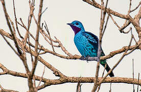 Blue Cotinga