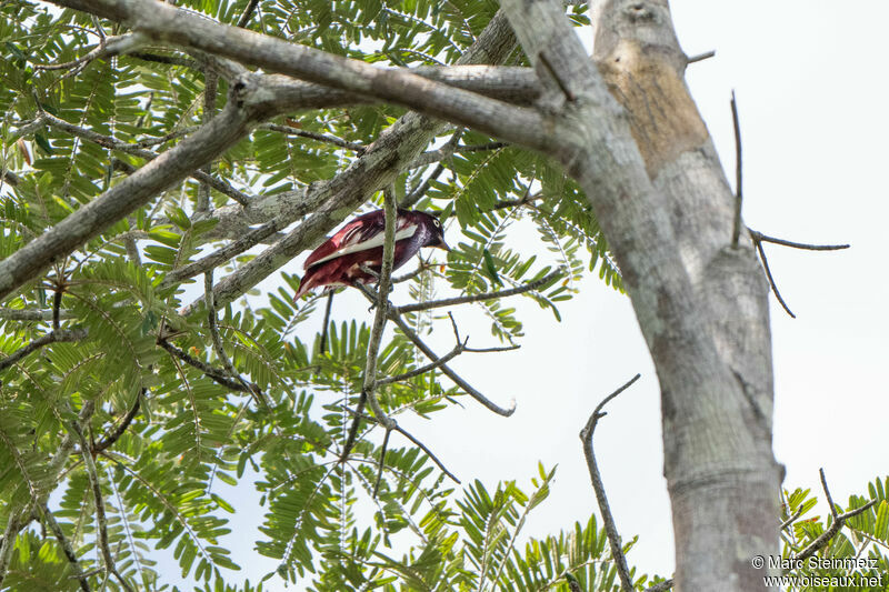 Cotinga pompadour