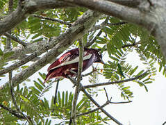 Pompadour Cotinga