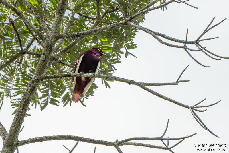 Cotinga pompadour