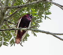 Pompadour Cotinga