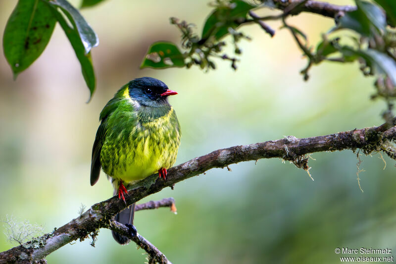 Cotinga vert et noir