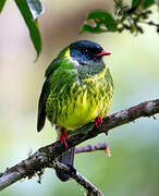 Green-and-black Fruiteater