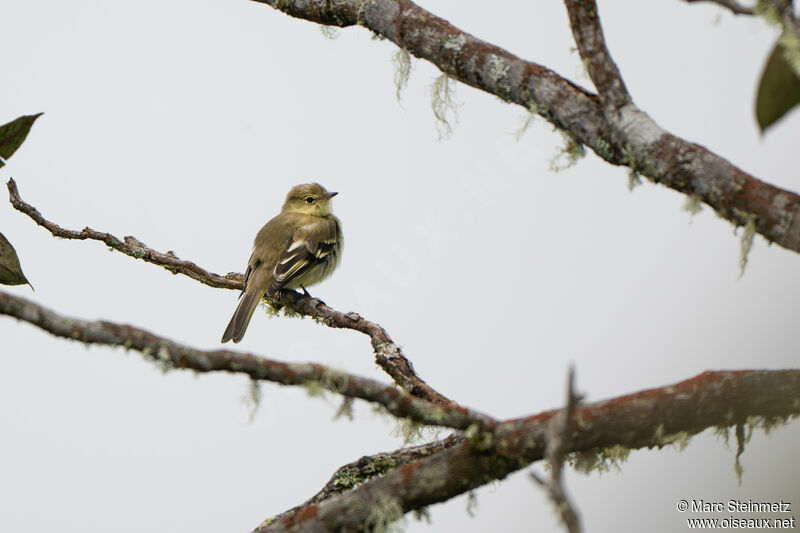 Mountain Elaenia