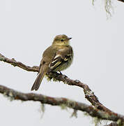 Mountain Elaenia