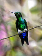 Glowing Puffleg