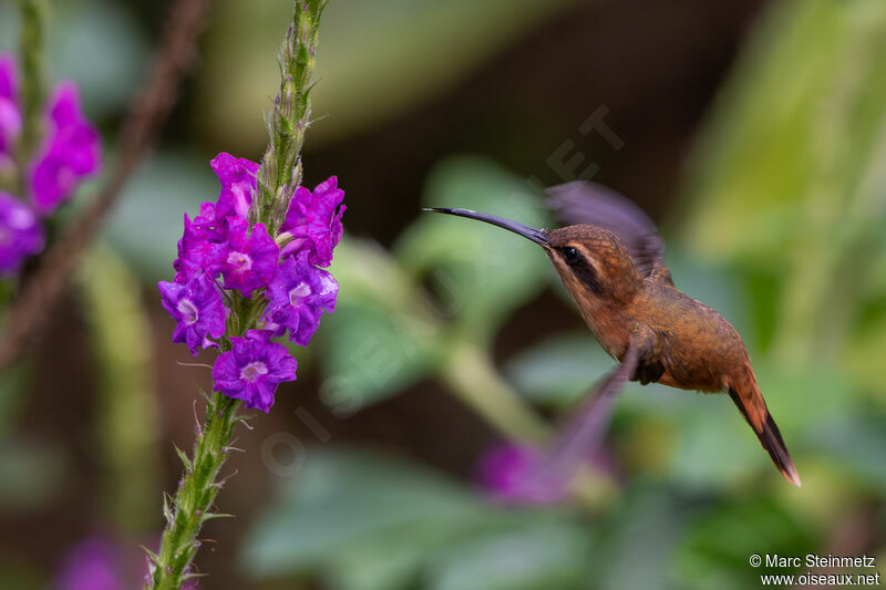 Stripe-throated Hermit