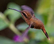 Stripe-throated Hermit