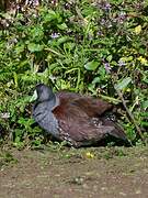 Spot-flanked Gallinule