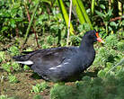 Gallinule d'Amérique