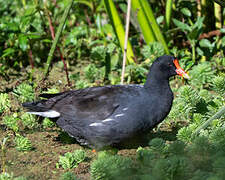 Common Gallinule