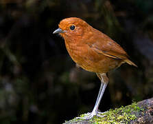 Chami Antpitta