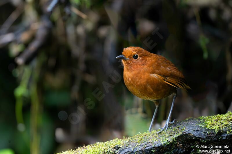 Chami Antpitta