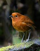 Chami Antpitta