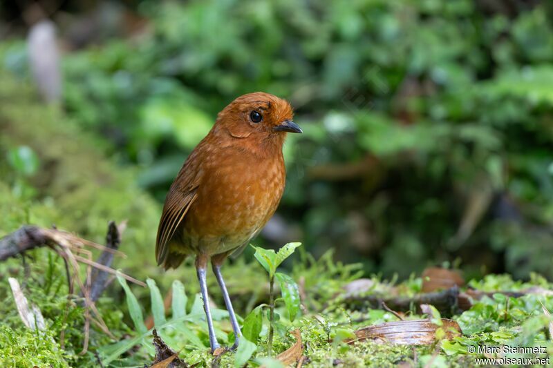 Chami Antpitta