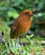 Chami Antpitta