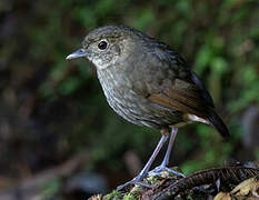 Cundinamarca Antpitta