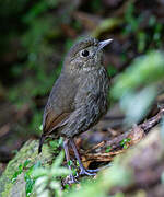 Cundinamarca Antpitta