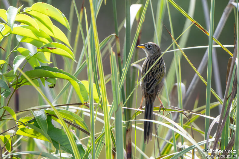 Wedge-tailed Grass Finch