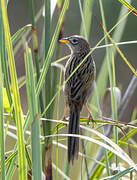 Wedge-tailed Grass Finch