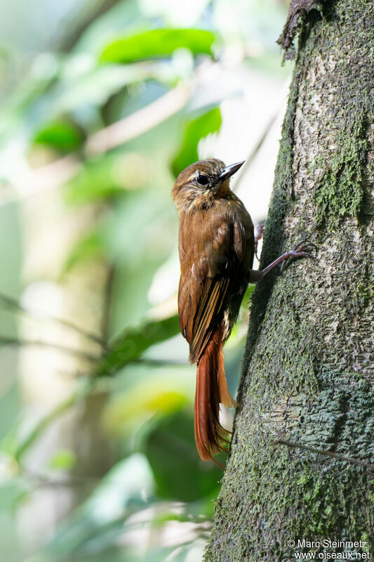 Wedge-billed Woodcreeper