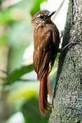 Wedge-billed Woodcreeper