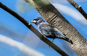 Blue Grosbeak