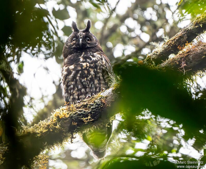 Hibou maître-bois