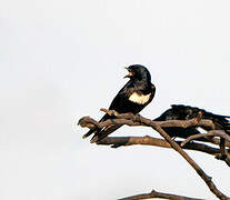 White-banded Swallow