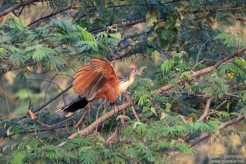 Hoatzin