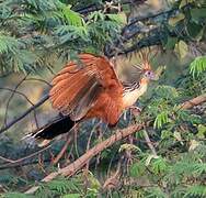 Hoatzin