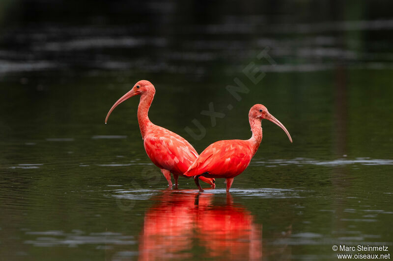 Ibis rouge