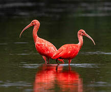 Ibis rouge