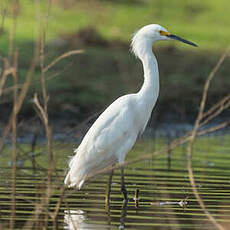 Aigrette neigeuse