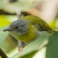 Apalis à gorge jaune