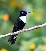 Collared Inca