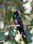 Blue-throated Starfrontlet