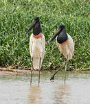 Jabiru d'Amérique