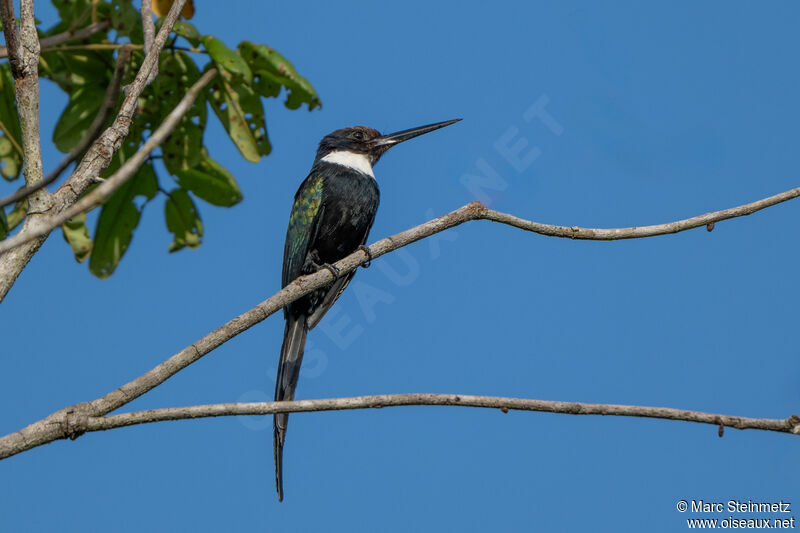 Jacamar à longue queue