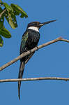 Jacamar à longue queue