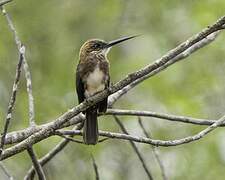 Brown Jacamar