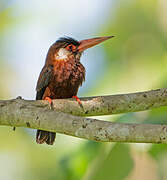 White-eared Jacamar