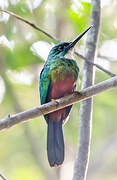 Green-tailed Jacamar