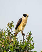 Laughing Falcon