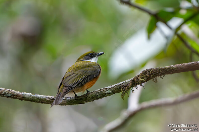 Manakin à bandeau jaune