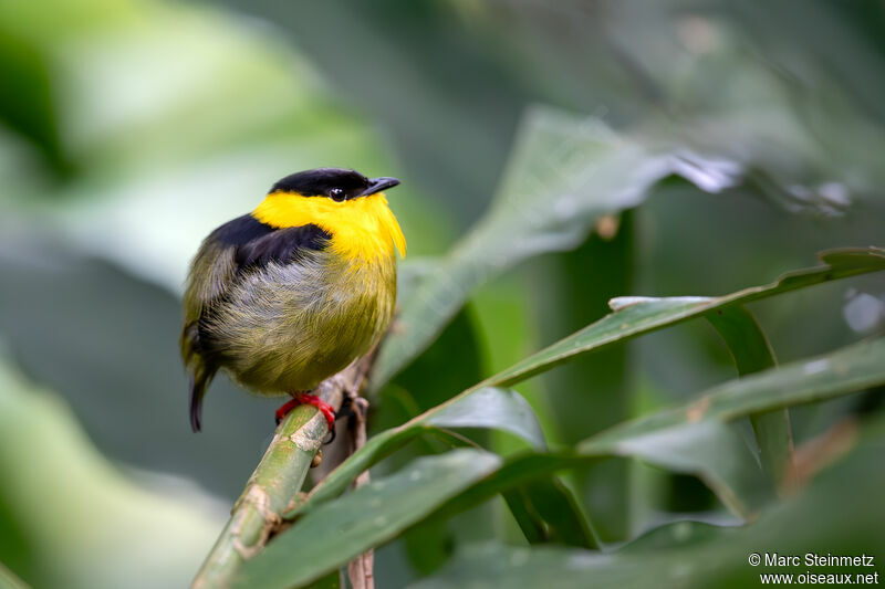 Golden-collared Manakin