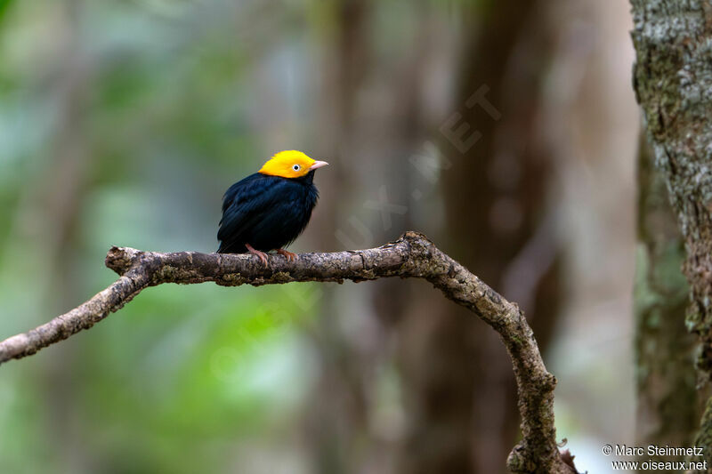 Manakin à tête d'or