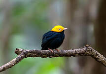 Manakin à tête d'or